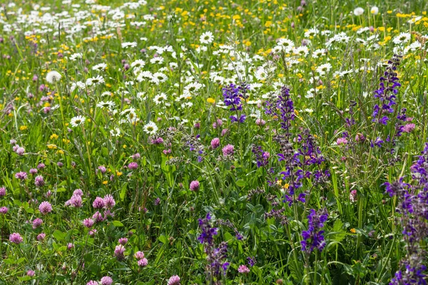 南ドイツの田舎で Sprimgtime 草原の花 — ストック写真