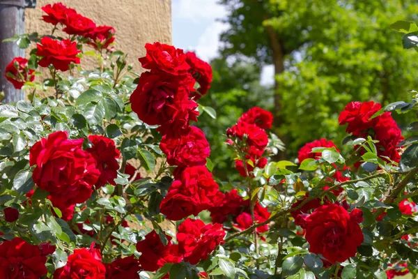 Red Roses Yellow Wall Historical Park South Germany Royalty Free Stock Photos