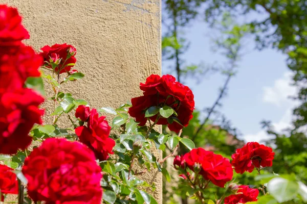 Red Roses Yellow Wall Historical Park South Germany Stock Image