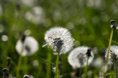 Güney Almanya kırsal kırsal bahar çayırda karahindiba tohum