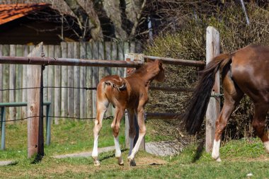 Tay, Güney Almanya güneşli mavi gökyüzü gün Doğu springbreak tatil ile anne at