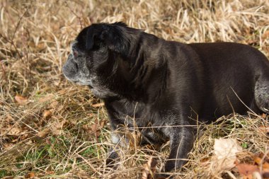 adlandırılmış adelheid Ocak ayında kış güneşi rahatlatıcı Güney Almanya park alan yapıyor Pug mops