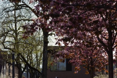 Bahar çiçeği şube Güney Almanya mutlu tatil rahatlatıcı tarihi şehir içinde şehir cepheler üzerinde ağacının sıcak güneşin tadını çıkarın