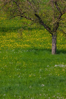 Karahindiba çayır güneye Alman bahar güneşli bir günde çiçek açması