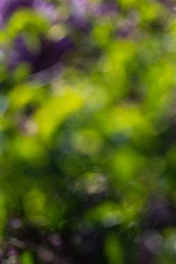 çiçeği bulanıklık arka plan bahar renkleri güneş gününde Güney Almanya'da