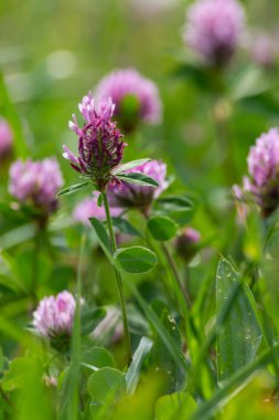 sprimgtime çayır çiçeği Güney Almanya'nın kırsal kırsal kesimde