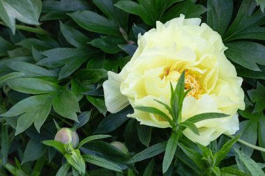 Güney Almanya tarihi kent schwaebisch gmuend yılında bahar şehir park renkli çiçekler