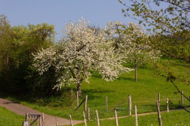 çit bahar üzerinde yeşil çim çayır, mera