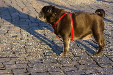 Pug bezleri adelheid bir Noel'de adlı bir şehir Münih ve stuttgart yakınındaki güney Almanya'nın Aralık öğleden sonra parkta