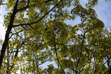 Bahar çiçeği Güney Almanya mutlu tatil rahatlatıcı, tarihi kent mavi gökyüzünde üzerinde sıcak güneşin tadını çıkarın