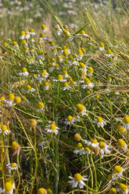 papatya veya papatya çiçek mavi gökyüzü altındaki Mısır alanında Güney Almanya'nın kırsal kırsalında yaz güneş günü
