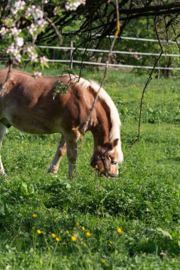 Haflinger at bahar elma ağacı çiçeği yeşil alan içinde