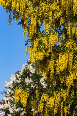 Bahar çiçeği Güney Almanya'da bir bikeway kırsal kırsal kesimde, parlak renkler