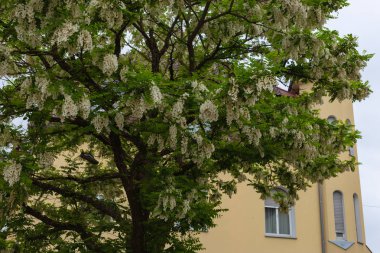 LimeTree dalları ve ilkbahar Güney Almanya'da çiçeği