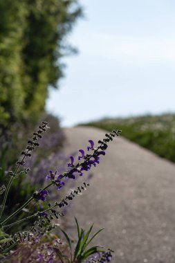 Güney Almanya yol kenarı üzerinde bahar çiçek