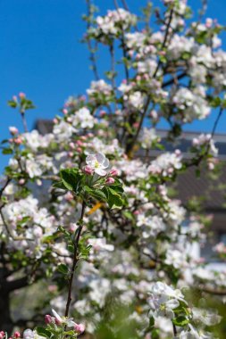 Güney Almanya kırsal güzel mavi gökyüzü güneşli bahar Nisan tatil üzerinde Appletree yeşillik çiçek