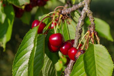 kiraz kırmızı meyve dalı Güney Almanya orchard kırsal kırsal bahar içinde mavi gökyüzü ile