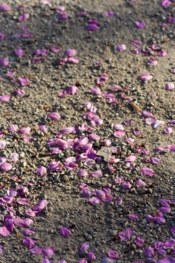 pembe çiçeği üzerinde kum mutlu bir gün ışığı akşam bahar