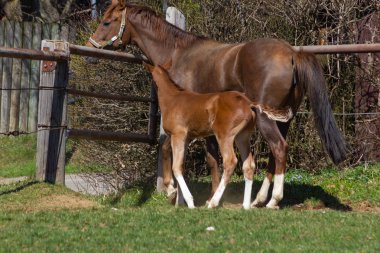Tay, Güney Almanya güneşli mavi gökyüzü gün Doğu springbreak tatil ile anne at