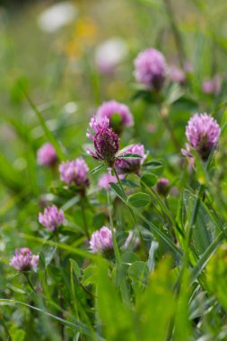 sprimgtime çayır çiçeği Güney Almanya'nın kırsal kırsal kesimde