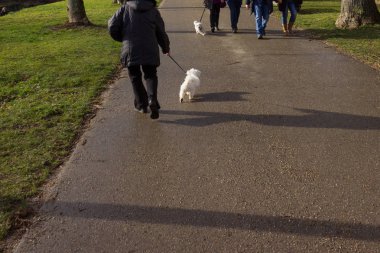 Güney Almanya tarihi şehir, Şehir Parkı yürüyerek sahip güzel benzersiz köpek