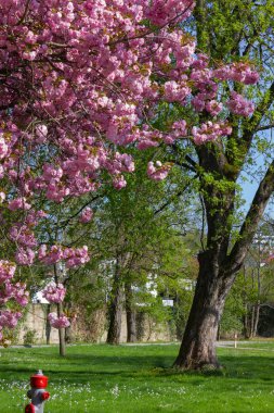 parktrees bahar mavi gökyüzü şans ve mutluluk ve sıcak güneşli güney Almanya tatil üzerinde renkli çiçeği