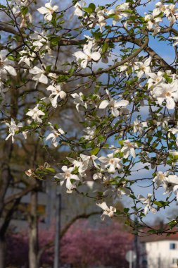 Bahar çiçeği şube Güney Almanya mutlu tatil rahatlatıcı tarihi şehir içinde şehir cepheler üzerinde ağacının sıcak güneşin tadını çıkarın