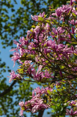 Manolya yeşillik çiçek güzel mavi gökyüzünde bahar güneşli mutlu tatil, Güney Almanya kırsal kırsal üzerinde