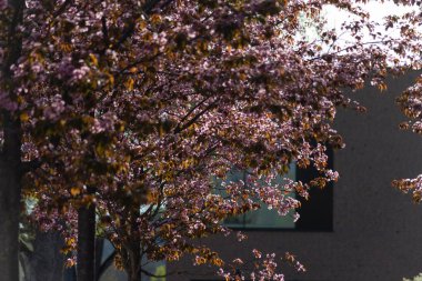 Bahar çiçeği şube Güney Almanya mutlu tatil rahatlatıcı tarihi şehir içinde şehir cepheler üzerinde ağacının sıcak güneşin tadını çıkarın