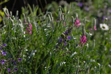 sprimgtime çayır bitki ve tohum Güney Almanya'nın kırsal kırsal kesimde