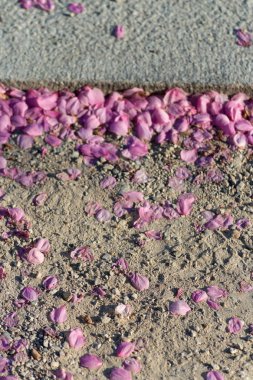 pembe çiçeği üzerinde kum mutlu bir gün ışığı akşam bahar