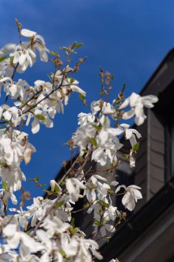 Bahar çiçeği Güney Almanya mutlu tatil rahatlatıcı, tarihi kent mavi gökyüzünde üzerinde sıcak güneşin tadını çıkarın
