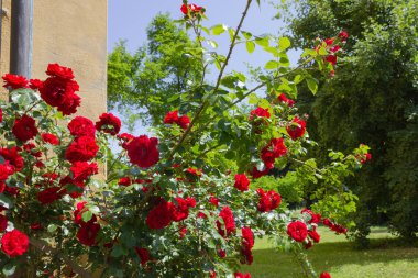 Güney Almanya tarihi Park sarı duvarda kırmızı gül
