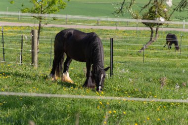 bahar taze yeşil alan Frizce siyah ata