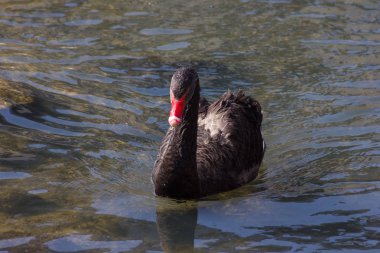 su ördek ve güneşli bir bahar River Güney Almanya'da kuğu