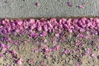 pembe çiçeği üzerinde kum mutlu bir gün ışığı akşam bahar