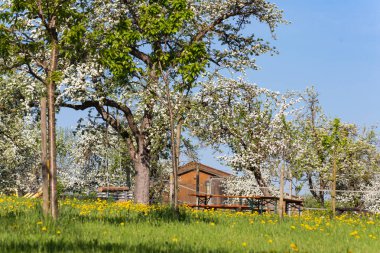 bahar elma çiçeği alan güney Almanya kırsal kırsal tatil mavi gökyüzünde, pastoral Alman beergarden