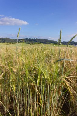 papatya veya papatya çiçek mavi gökyüzü altındaki Mısır alanında Güney Almanya'nın kırsal kırsalında yaz güneş günü