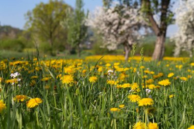 elma çiçeği çayır yeşil alanda güneye Alman kırsal kırsal mavi gökyüzü sarı çiçekli