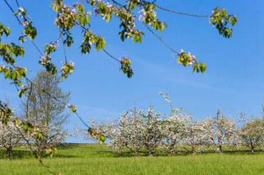 Bahar çiçeği manzara Güney Almanya'da