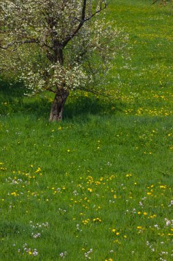 Karahindiba çayır güneye Alman bahar güneşli bir günde çiçek açması