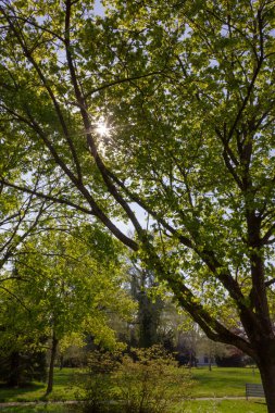 Park ağaçlar ve dalları ile yeşillik sprintime güneşli güney Almanya mutlu tarihi şehir ve sıcak Güney rüzgarları