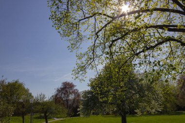 Park ağaçlar ve dalları ile yeşillik sprintime güneşli güney Almanya mutlu tarihi şehir ve sıcak Güney rüzgarları