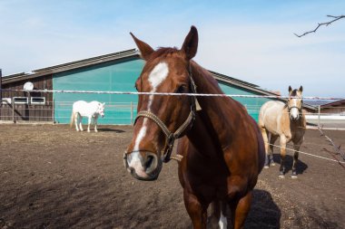 kahverengi ve beyaz at üzerinde bir padok ne zaman Güney Almanya kırsal kırsal kesimde güneş parlıyor