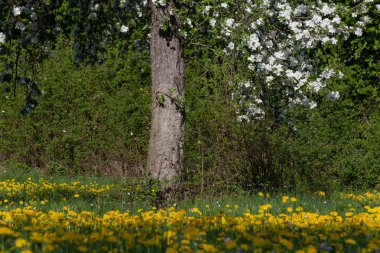 Karahindiba elma çiçeği çayır bahar iyimser güneşli bir