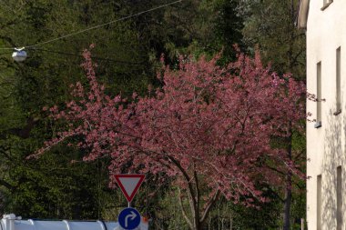 Bahar çiçeği şube Güney Almanya mutlu tatil rahatlatıcı tarihi şehir içinde şehir cepheler üzerinde ağacının sıcak güneşin tadını çıkarın