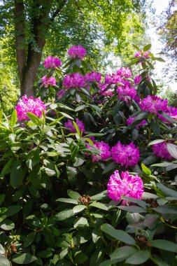 Güney Almanya bahar günü tarihi şehir parkında pembe HORTENSIA
