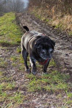 Pug mops kış yapıyor adelheid adlı Ocak ayında Güney Almanya park alıştırmada güneş