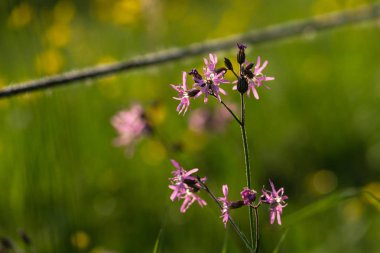 Eflatun çiçekler bahar gündoğumu sabah ruh Güney Almanya'da, çayır çiçek açması