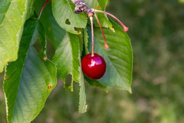 kiraz kırmızı meyve ağacı Güney Almanya orchard kırsal kırsal kesimde bahar dalı